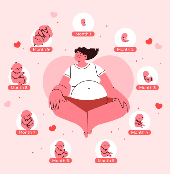 Pregnancy Through All Four Trimesters — A Guide for Expecting Parents